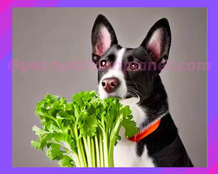 Can Dogs Eat Celery ?