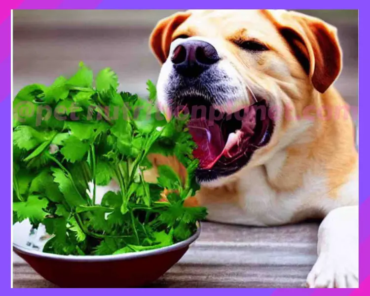 Can Dogs Eat Cilantro ?