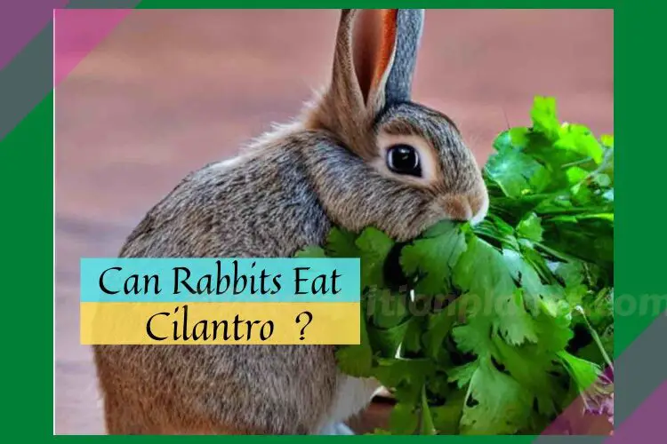 Can rabbits eat cilantro